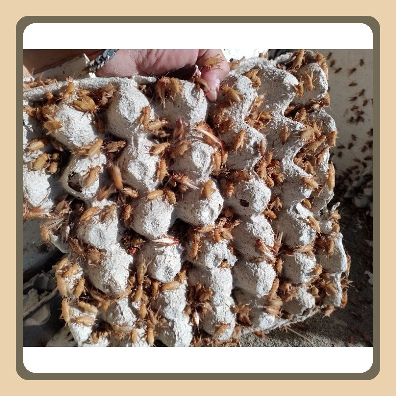 TELUR JANGKRIK MADU KUNYIT 5 ONS