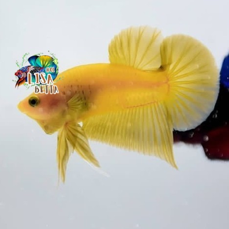 Hiasan soliter ikan cupang plakat yellow banana (jantan) kebutuhan aquarium