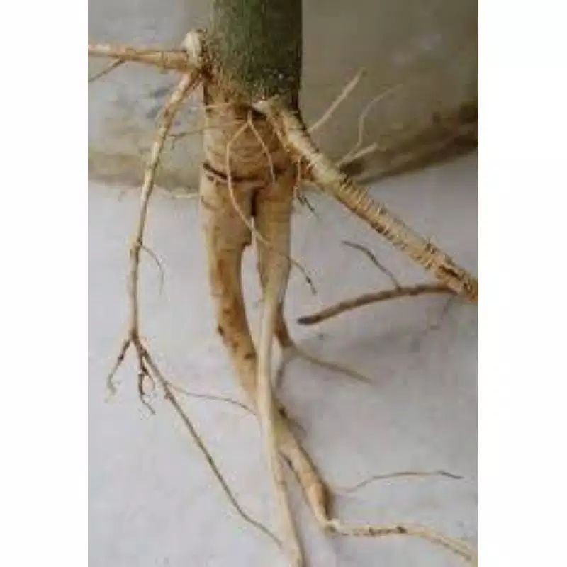

Extra Herbal Akar Pepaya Gandul Segar 200 Gram