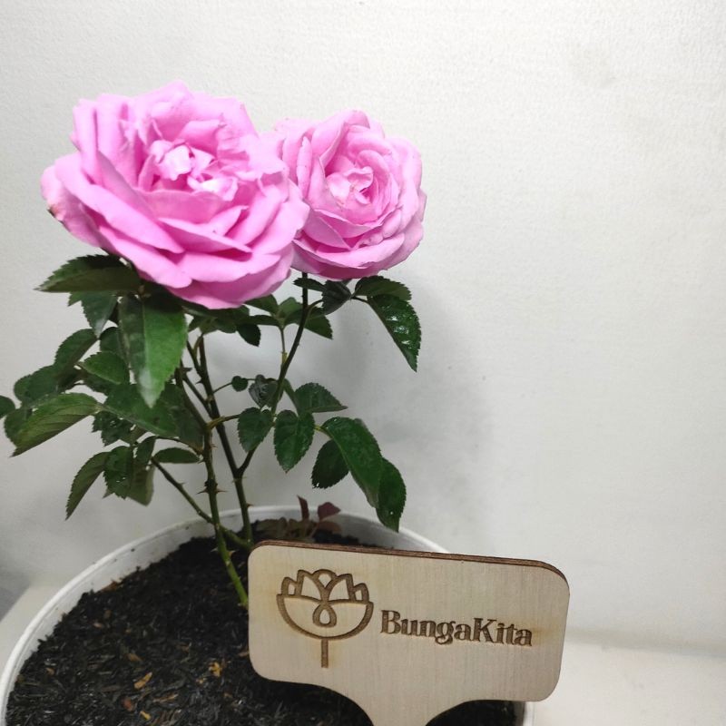 Bunga Mawar Super Wangi | MAWAR DAMASCENA