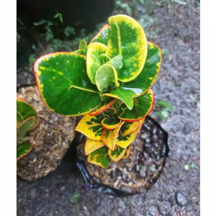 ( BISA COD ) Tanaman Hias Puring Apel Koin / Pohon Puring Koin / Tanaman Hidup Puring Apel Koin / Bu