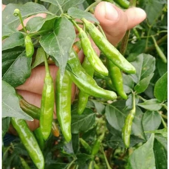 25 Benih Cabai Rawit Hijau RAJO F1 -de'94