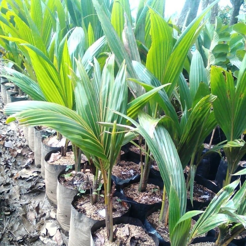 Alltechshop_ Bibit Kelapa Kopyor Asli 100% Pati
