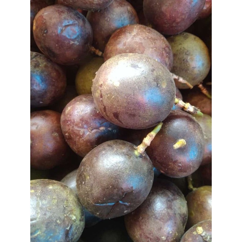 1 KILO GRAM BUAH MARKISA BERASTAGI MEDAN