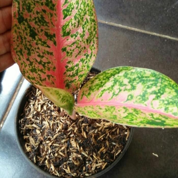 Tanaman hias pohon Aglonema Srikandi/bunga Aglonema Srikandi