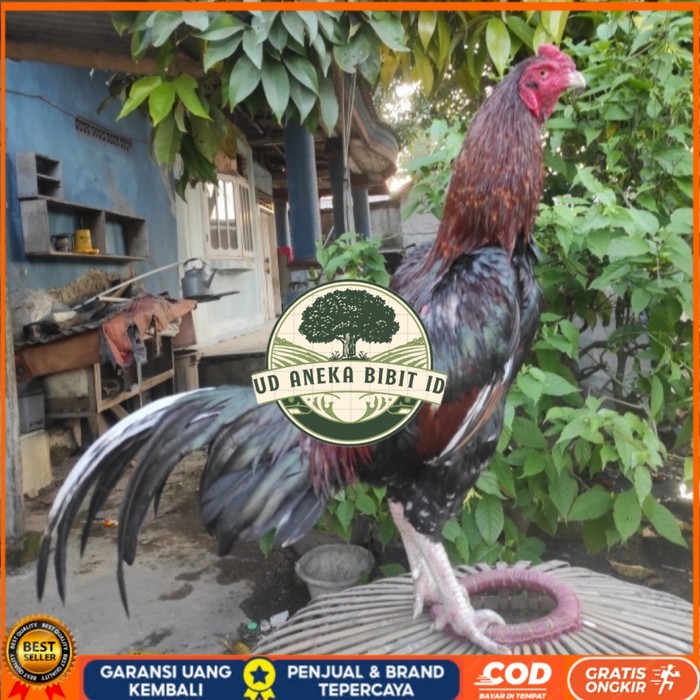 

Telur ayam bangkok birma fertil / ayam petarung aduan siap ditetaskan Langsung UD ANEKA BIBIT ID