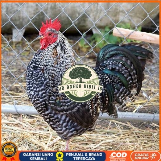 

Telur ayam barred plymouth rock / telur ayam hias fertil siap cod UD ANEKA BIBIT ID