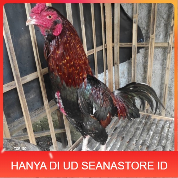 

Telur ayam bangkok birma fertil / ayam petarung aduan bisa ditetaskan Langsung UD SEANASTORE ID