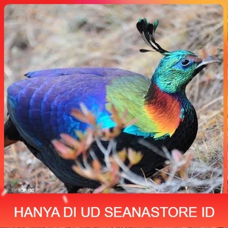 

Telur ayam hias ringneck impeyan pheasant fertil untuk ditetaskan UD SEANASTORE ID
