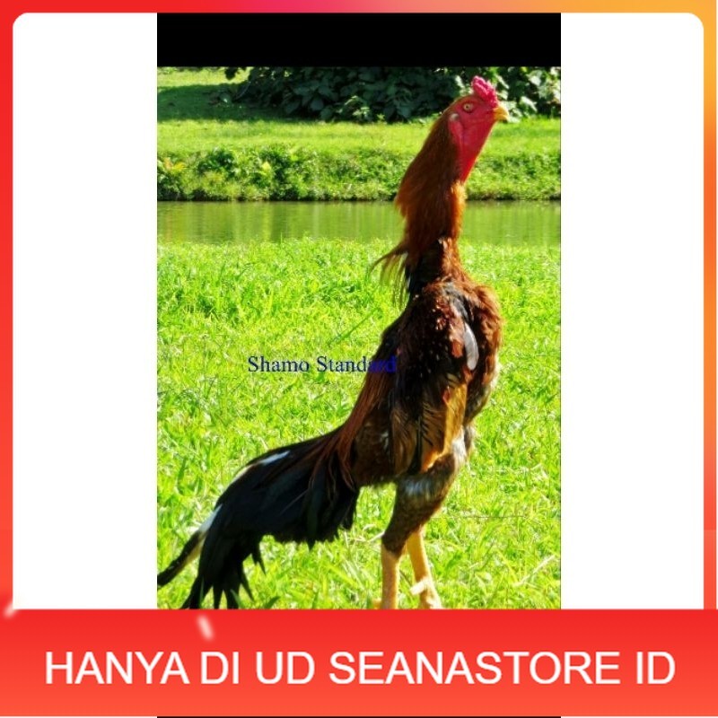 

TELUR AYAM SHAMO UNTUK DI TETASKAN UD SEANASTORE ID