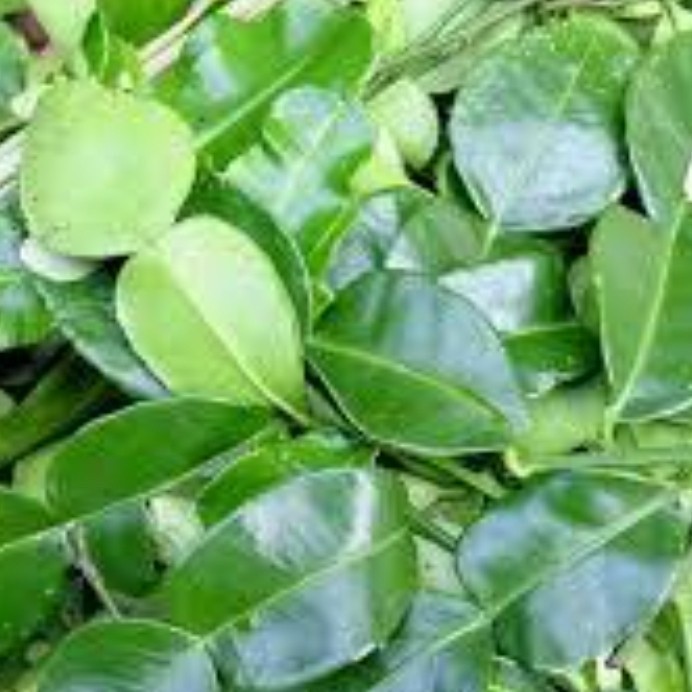 

daun jeruk nipis pasar online makassar