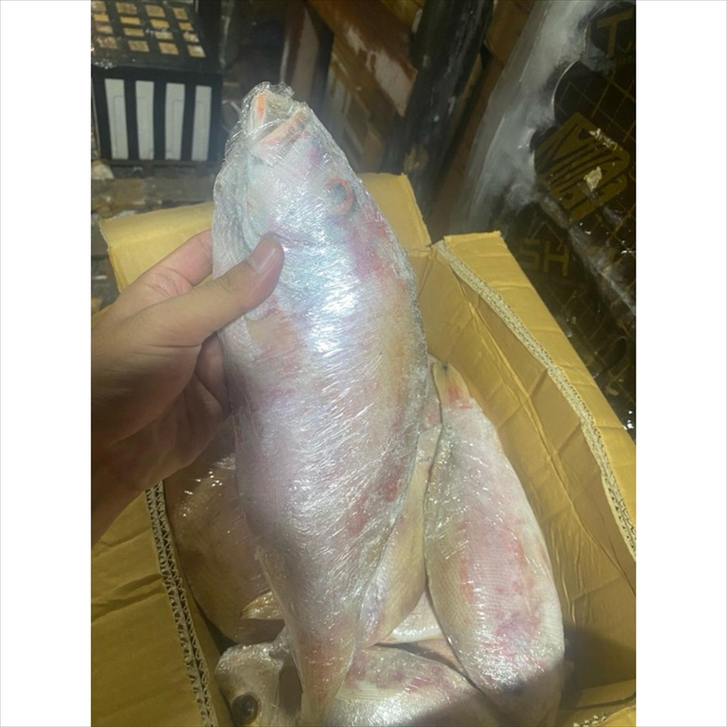 

KAKAP MERAH 1 KG DOWN FROZEN