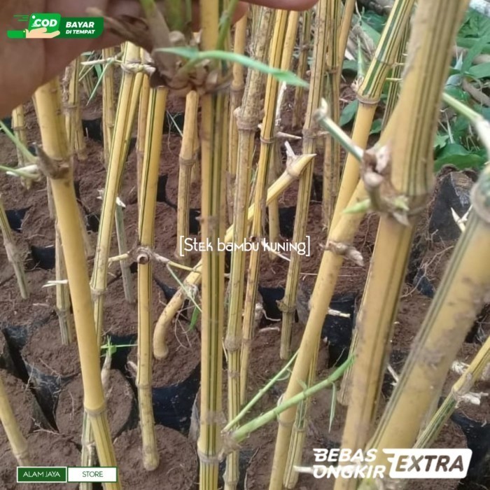 

Extra Herbal Tanaman hias bambu kuning hiasan taman stek bambu