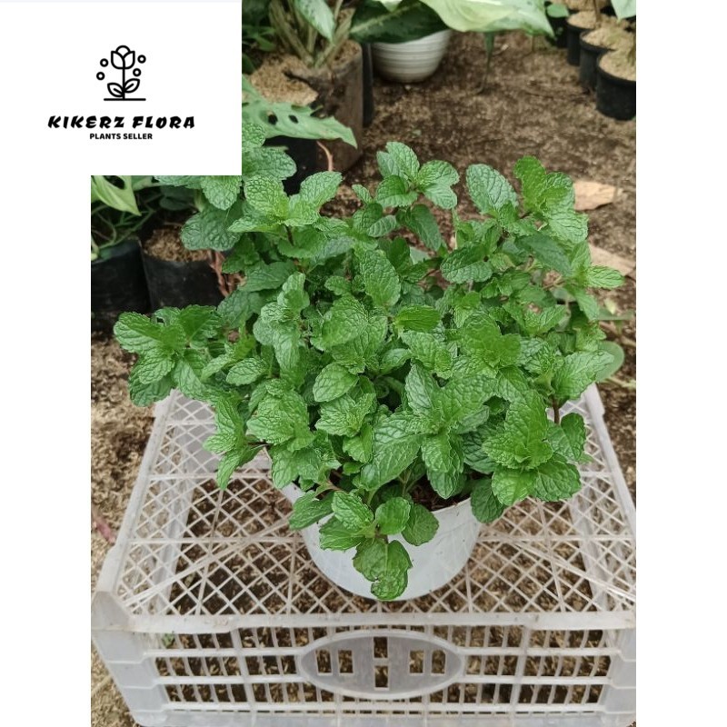 DAUN MINT PEPPERMINT UNTUK BAHAN CAMPURAN MINUMAN INFUSED WATER