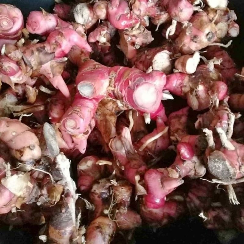 

Laos atau lengkuas 1kg