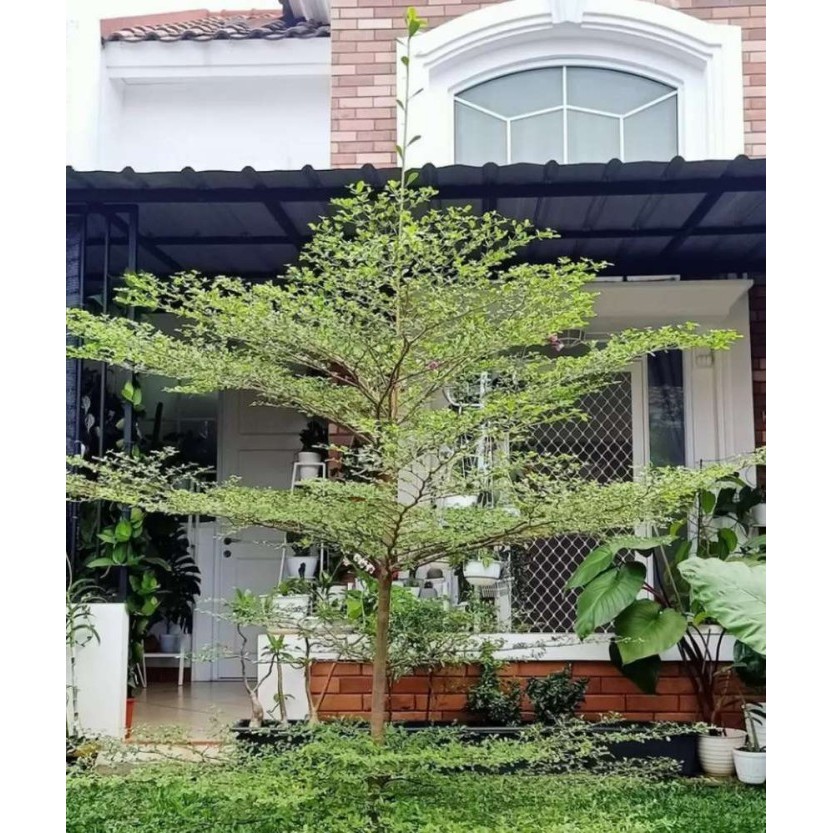 Tanaman Hias Ketapang Kencana - Pohon Ketapang Kencana Hijau tinggi