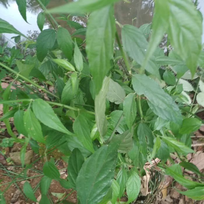

kalingsir