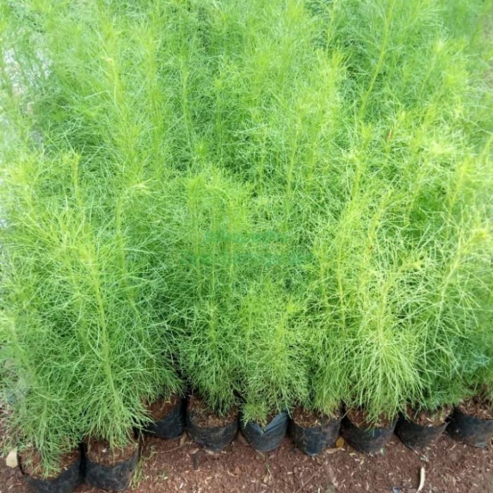 Tanaman Hias Cemara Air Cemara pagar