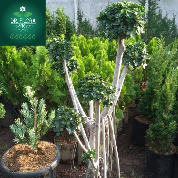 bonsai beringin micro - bonsai beringin