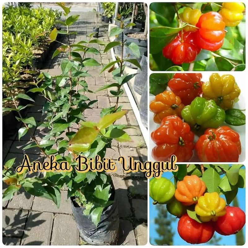 BIBIT DEWANDARU / CERMAI BELANDA / CEREME BELANDA