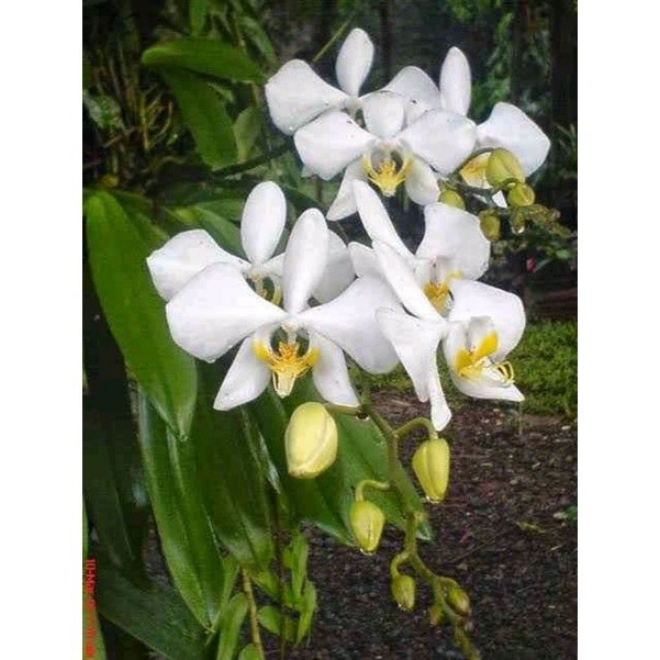Baru Anggrek bulan amabilis- anggrek bulan putih jumbo dewasa COD Batak