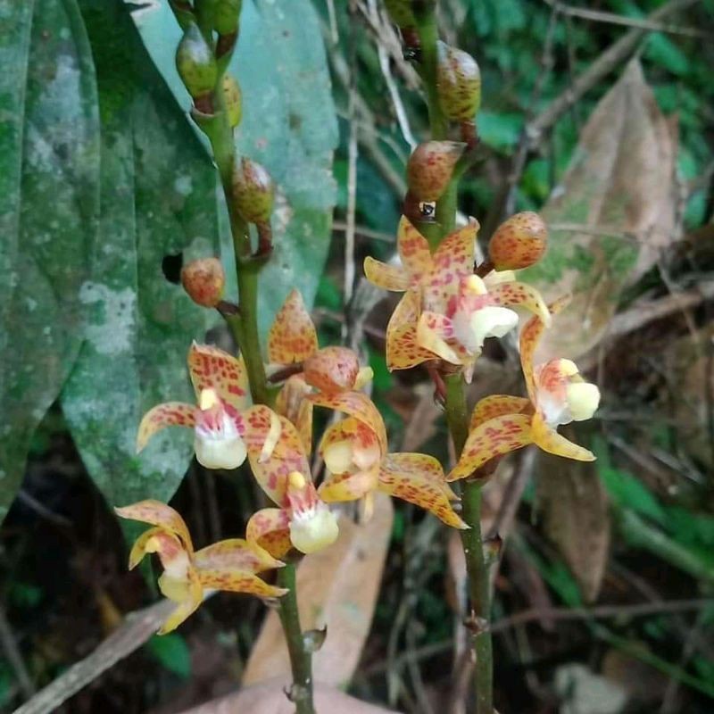 Baru Javanica / Anggrek tanah plocoglotis javanica COD Batak