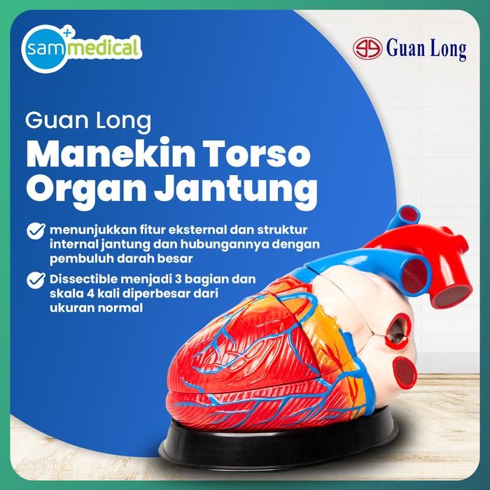 

GuanLong Manikin Model Jantung / Anatomi Jantung GL-8307