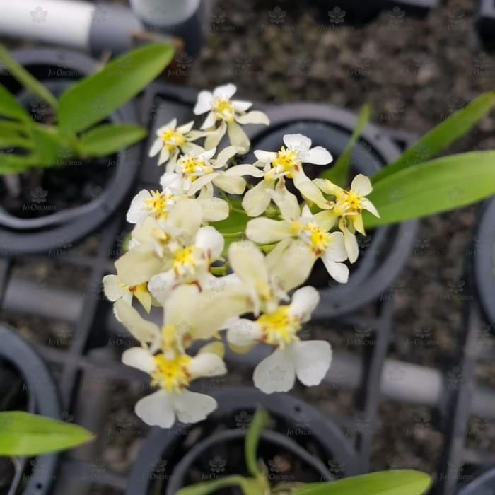Anggrek Oncidium Mini twinkle white