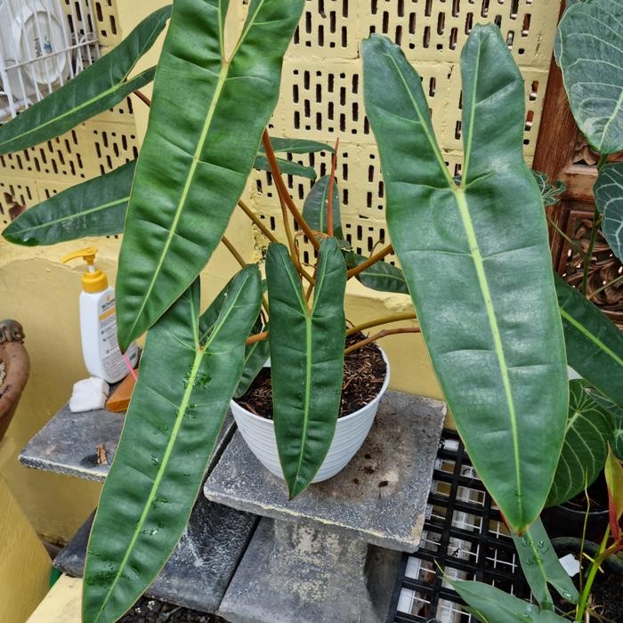 philodendron billietiae