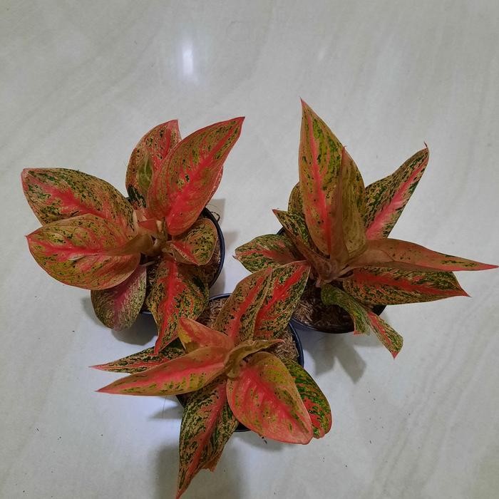 aglonema legacy tulang merah