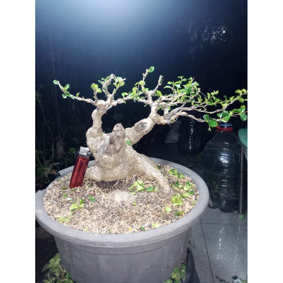 Bonsai Hokiantea Bunga Bahan Shito Mame Tua Berkarakter