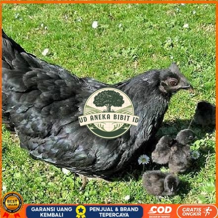 

Telur ayam hias cemani lidah hitam fertil siap ditetaskan - ayam cemani UD ANEKA BIBIT ID