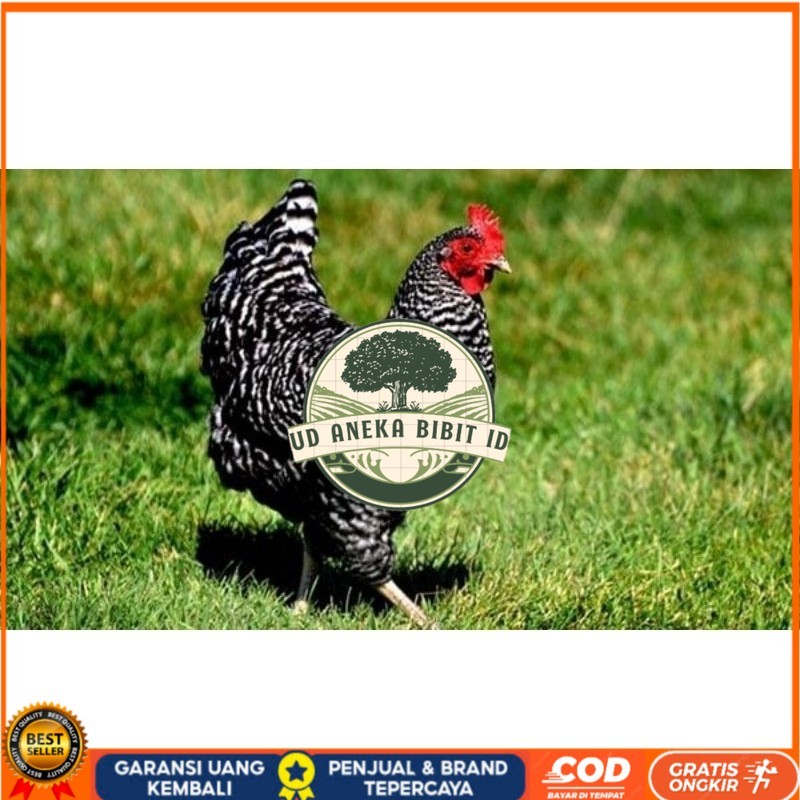 

TELUR AYAM KUNTARA UNTUK DI TETASKAN UD ANEKA BIBIT ID