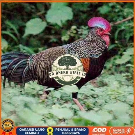 

Telur ayam hutan x jawa bekisar fertil siap ditetaskan - ayam hutan UD ANEKA BIBIT ID