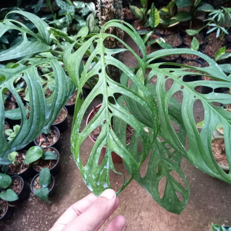MONSTERA ESQUELETO