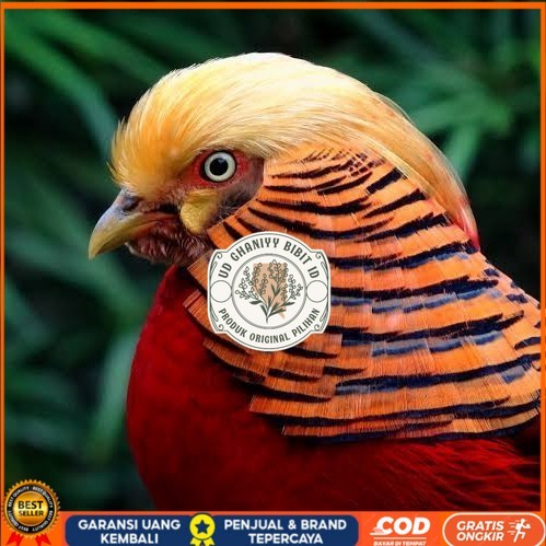 

Telur ayam ringneck golden pheasant telur ayam hias fertil siap tetas UD GHANIYY BIBIT ID
