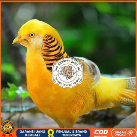

Telur ayam hias ringneck yellow pheasant fertil untuk ditetaskan UD GHANIYY BIBIT ID