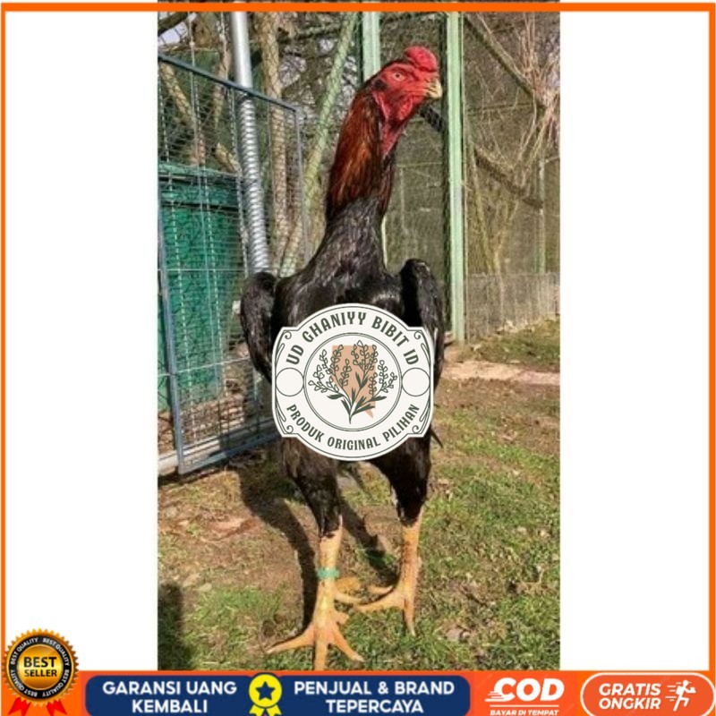 

TELUR AYAM RAINBOW UNTUK DI TETASKAN UD GHANIYY BIBIT ID