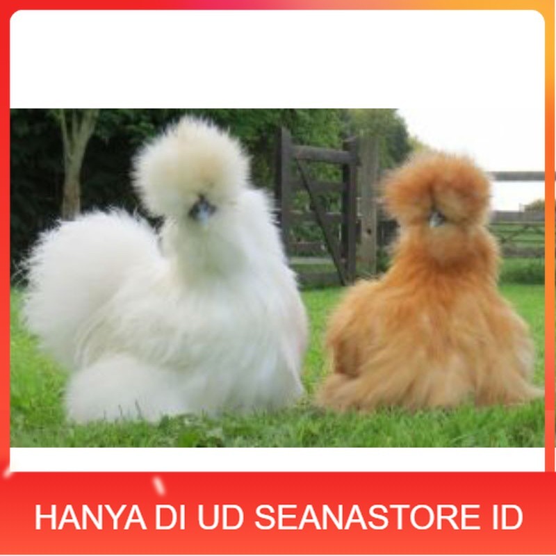

TELUR AYAM HIAS AMERICAN SILKY UNTUK DI TETASKAN UD SEANASTORE ID