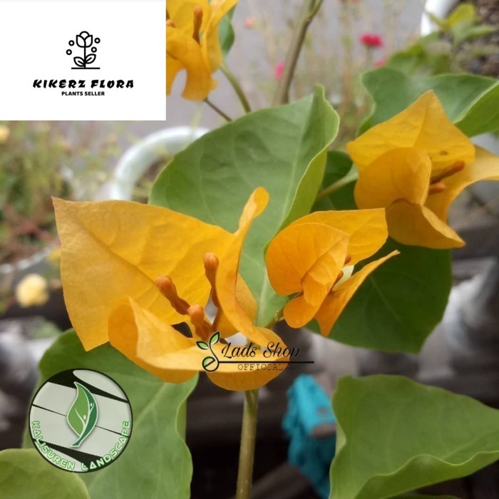 Bibit bunga Bougenville Kembang kertas Bunga Kuning - Bunga Bugenvil