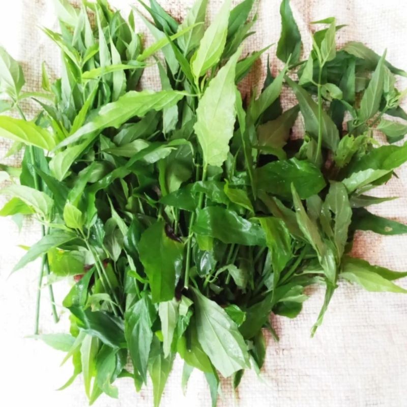 

COD Readyy Daun belalai gajah 100grm segar kalingsir sabah snakegrass buat obat herbal AF