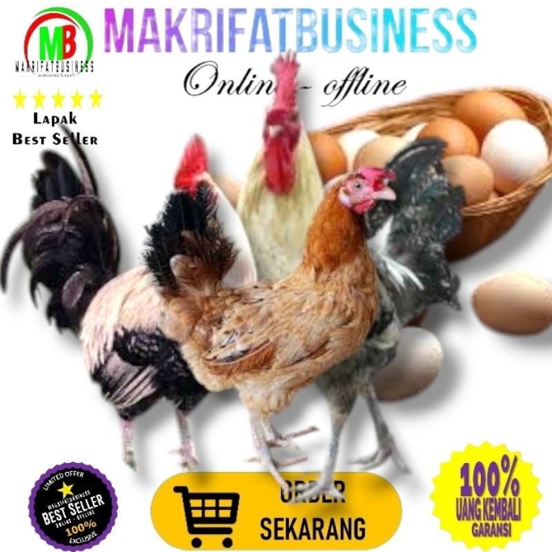 

IMDA HANDICRAFT Paket 4 Pcs Telur FERTIL Ayam ELBA vs AYAM ARAB Untuk Ditetaskan Oleh Farm Profesional