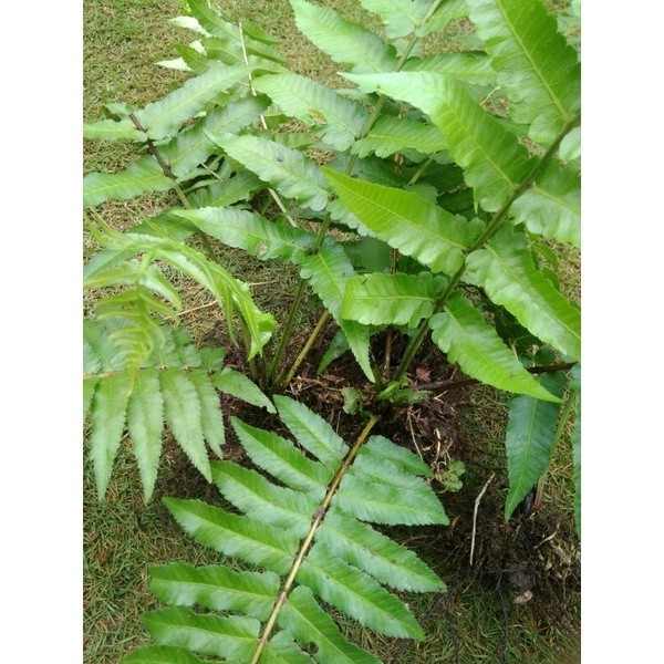 Bibit Pakis sayur Organik, per 10-12 Bibit