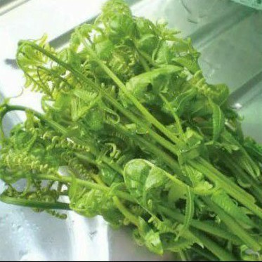 pakis Sayur pakis segar/ pakis sayur pakis muda enak dan lezar