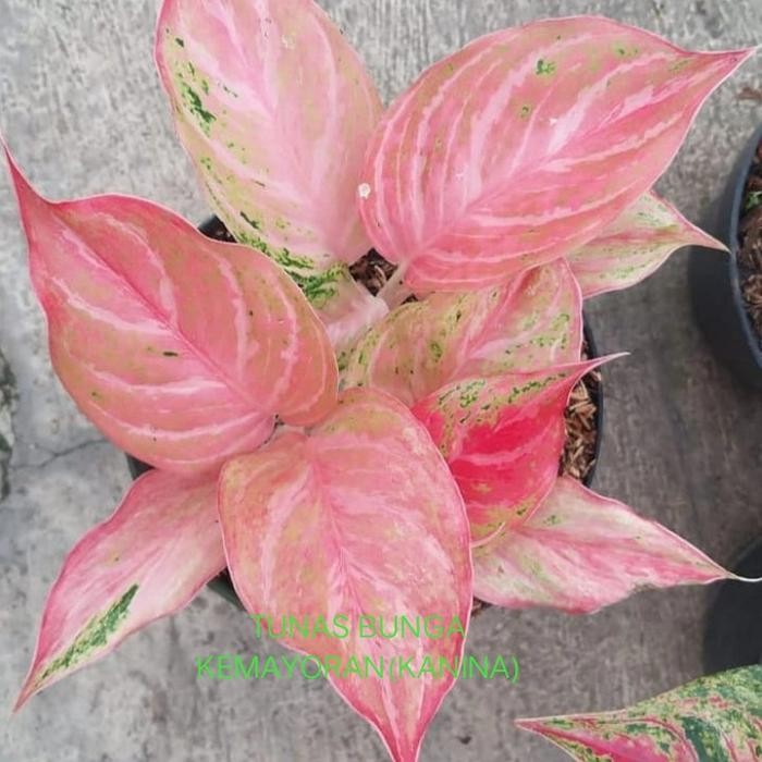 aglonema bidadari+pot tawon putih