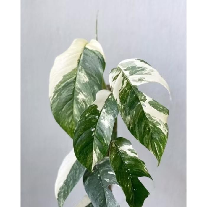 PROMO MONSTERA EPIPRHEMNUM VARIGATA ALBO - Epip Varigata, M