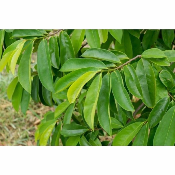 

Daun sirsak/ daun nangka belanda 100 gram