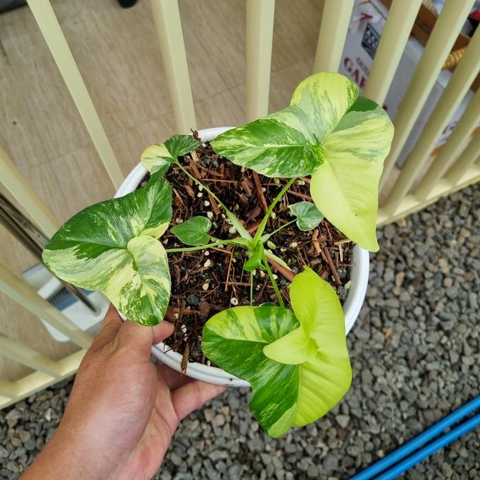 philodendron goeldii var