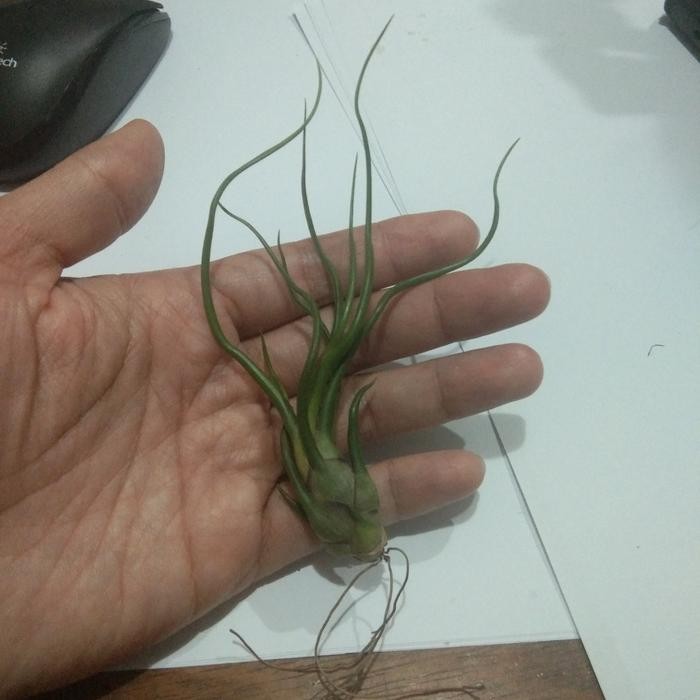 bulbosa green tillandsia