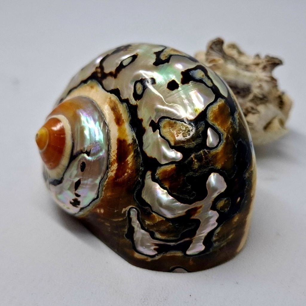 REBONSHOP Cangkang Rumah Kelomang Turbo Sarmaticus - Diameter 2,5 ~ 3,5 Cm